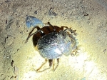 Dung Beetle