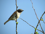 Male House Sparrow