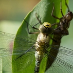 Just emerged