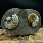 Sold scun 151 Eparietites impendens & Aegasteroceras sp