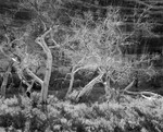 0419 - Dead Cottonwoods