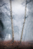 Two Silver Birch