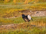 Black Grouse