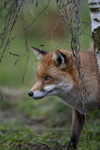 THE RED FOX GALLERY portfolio
