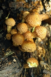 Shaggy Pholiota - Pholiota squarrosa