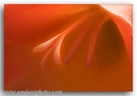1758 Gladioli
