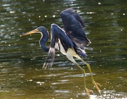 Tri-Colored-Heron _0050