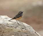 Cyprus Wheatear