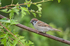 Tree Sparrow