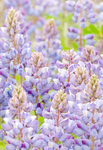 Native Lupines