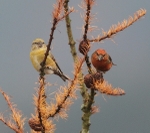Crossbill M + F