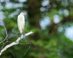 Cattle Egret portfolio