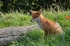 Red Fox