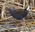 Water Rail
