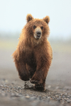 Brown Bear running close front view, Silver salmon Creek, Alaska