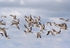 Black Skimmers