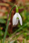 Snowdrop at Calke Abbey