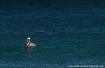FLB036: Brown pelican