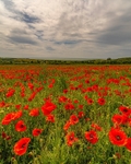 090 Poppys