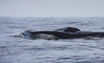 Fin Whale, Pico Island, Azores