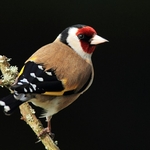 Goldfinch