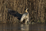Bittern crash landing on ice at Otmoor