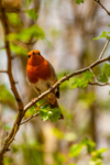 Robin Erithacus rubecula-2923