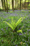 Bluebells (Hyacinthoides non-scripta)  _ WOOD_015