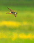 Hobby hunting over Greenaways at Otmoor RSPB