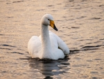 Whooper Swan