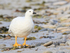 Kelp Goose (male) close view, Carcass Island, Falklands