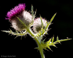 Woolly Thistle