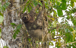 Sloth