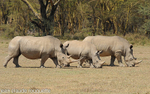 Three white rhinos.