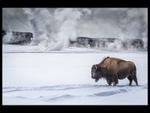 Bison in Yellowstone Park