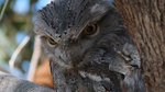 Mother and young Frogmouth