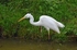 Great White Egret