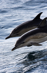 WDP004: Common Dolphins