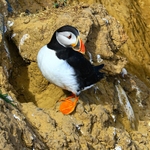 Puffin