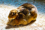 Rex Rabbit-0796-