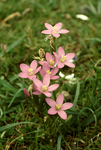 Seaside Centaury