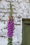 Foxglove - Seedheads Flowers and Buds