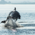 Bottlenose Dolphin