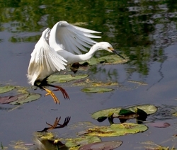 Birds 039