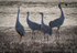 Crane Choir