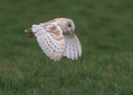 Barn Owl