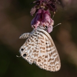 Lang's short-tailed blue (Leptotes pirithous) also Common zebra blue.