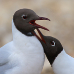 Black-headed Gull courtship at Brownsea Island