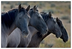 Wild Horses - 09
