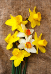 Daffodils